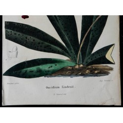 1842 - Oncidium lindenii 