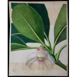 1842 - Clusia rosea 