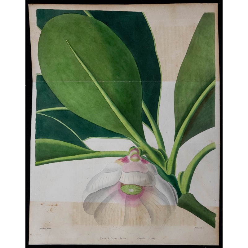 1842 - Clusia rosea 