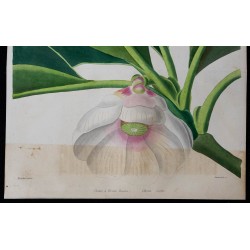 1842 - Clusia rosea 