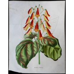 1842 - Gesneria zebrina 