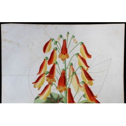 1842 - Gesneria zebrina 