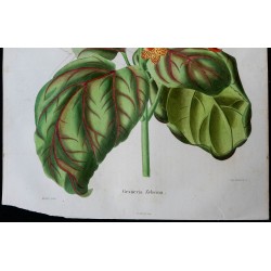 1842 - Gesneria zebrina 