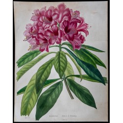 1842 - Rhododendron 