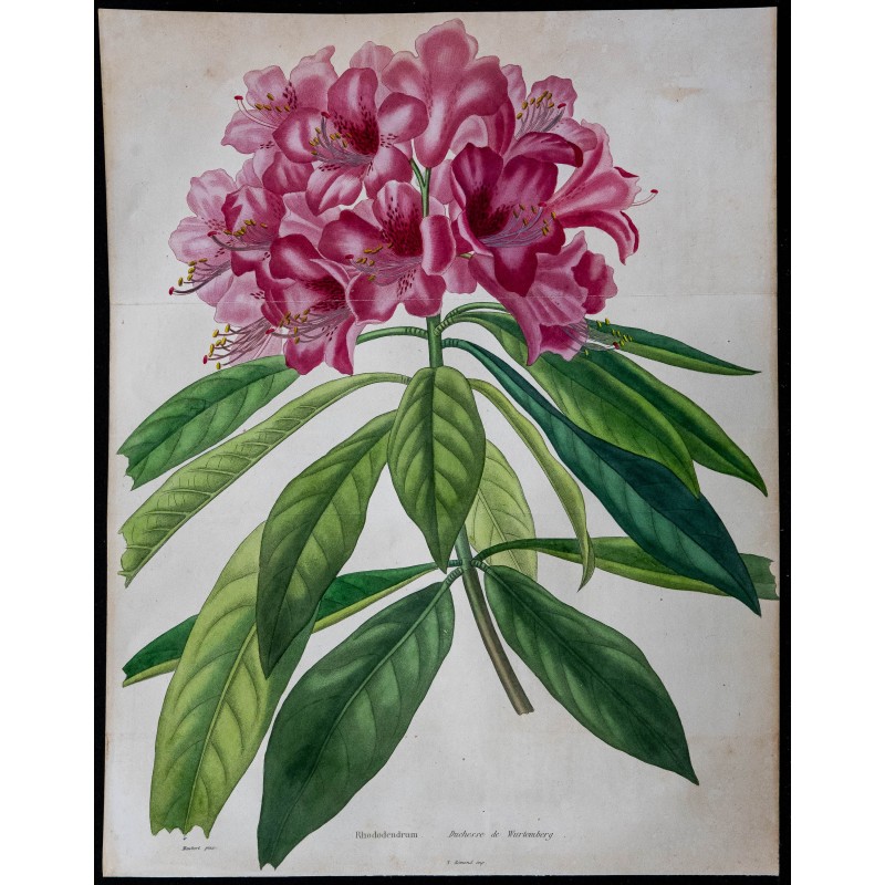 1842 - Rhododendron 