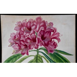 1842 - Rhododendron 