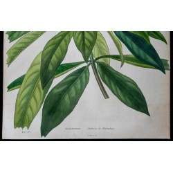 1842 - Rhododendron 