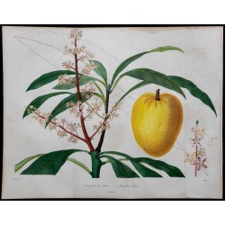1842 - Manguier de l'Inde 