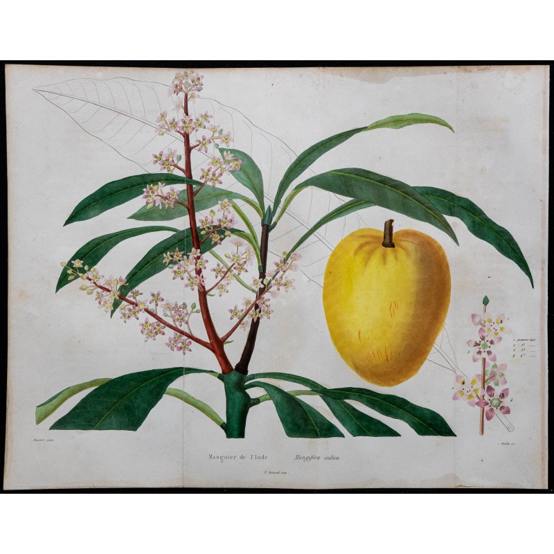 1842 - Manguier de l'Inde 1842 - Manguier de l'Inde