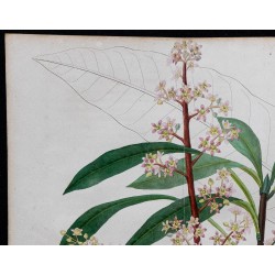 1842 - Manguier de l'Inde 