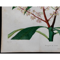 1842 - Manguier de l'Inde 