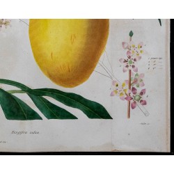 1842 - Manguier de l'Inde 