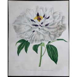 1842 - Pivoine 