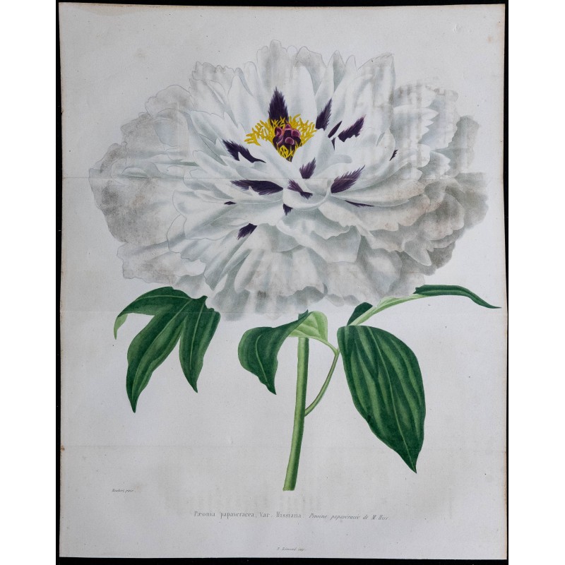 1842 - Pivoine 1842 - Pivoine