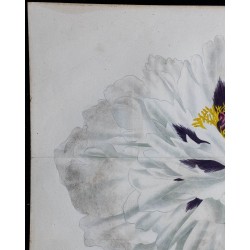 1842 - Pivoine 