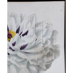 1842 - Pivoine 