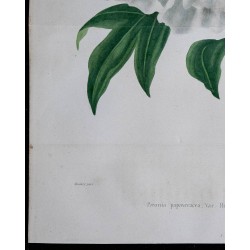 1842 - Pivoine 