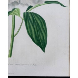 1842 - Pivoine 