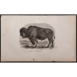 1860 - Le bison 