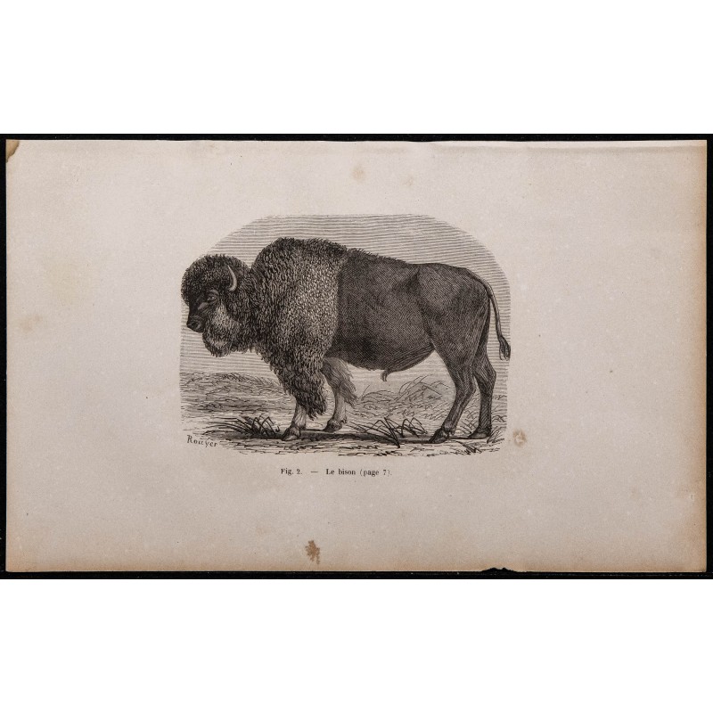 1860 - Le bison 