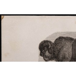 1860 - Le bison 