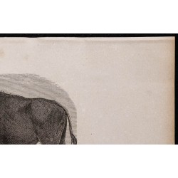 1860 - Le bison 