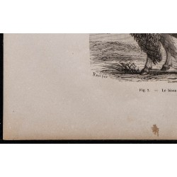 1860 - Le bison 