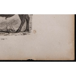 1860 - Le bison 