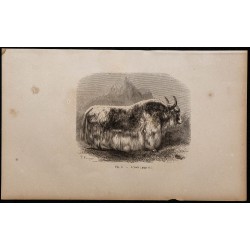 1860 - Le yack 