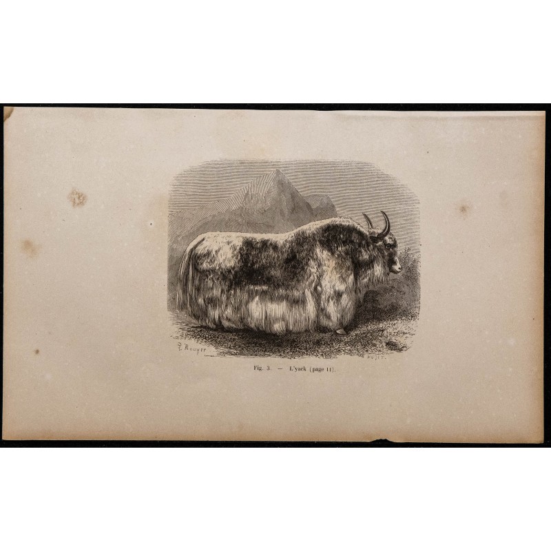 1860 - Le yack 