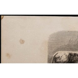 1860 - Le yack 
