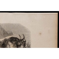 1860 - Le yack 