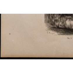 1860 - Le yack 