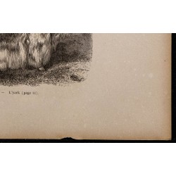1860 - Le yack 