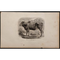 1860 - Le zébu 