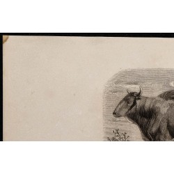 1860 - Le zébu 