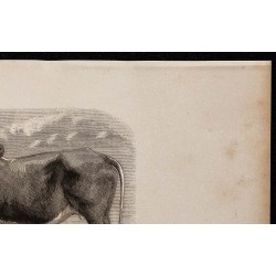 1860 - Le zébu 