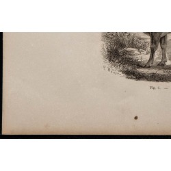 1860 - Le zébu 