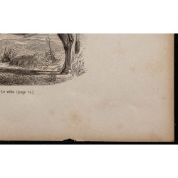 1860 - Le zébu 