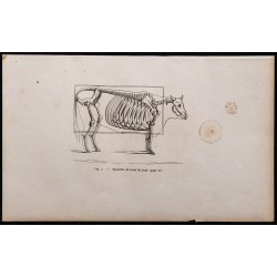 1860 - Squelette du bœuf de trait 
