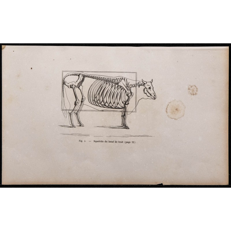 1860 - Squelette du bœuf de trait 