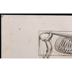 1860 - Squelette du bœuf de trait 