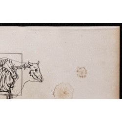 1860 - Squelette du bœuf de trait 