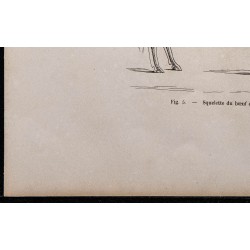 1860 - Squelette du bœuf de trait 