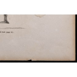 1860 - Squelette du bœuf de trait 