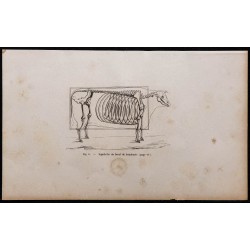 1860 - Squelette du bœuf de boucherie 