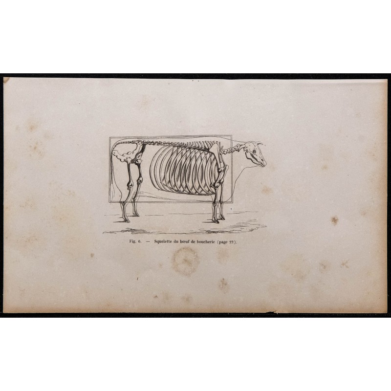 1860 - Squelette du bœuf de boucherie 