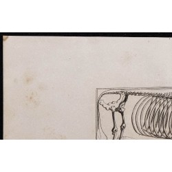 1860 - Squelette du bœuf de boucherie 