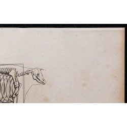 1860 - Squelette du bœuf de boucherie 