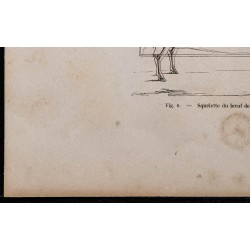 1860 - Squelette du bœuf de boucherie 